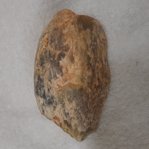 Petrified wood (fossilized wood) - Picture 1 of 7